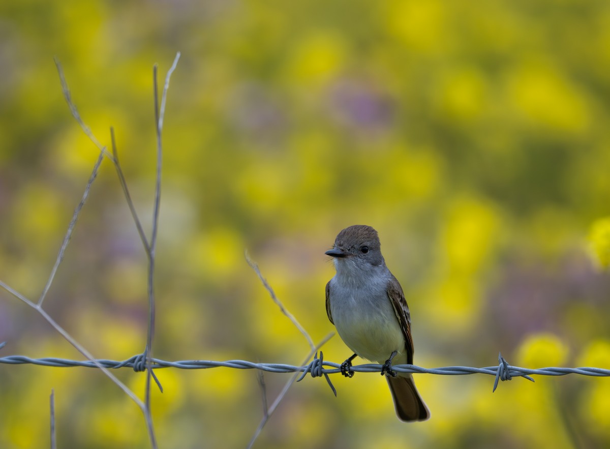 Ash-throated Flycatcher - ML634893066
