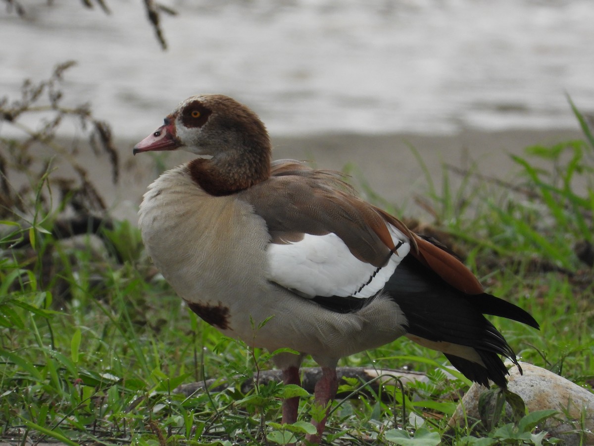 Egyptian Goose - ML634893139