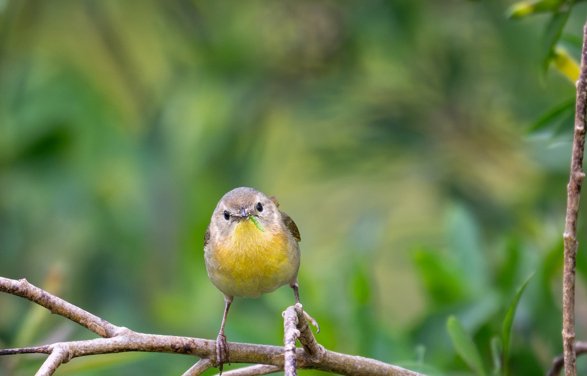 Common Yellowthroat - ML634893176