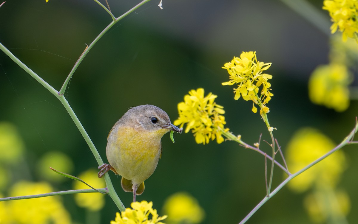 Common Yellowthroat - ML634893177