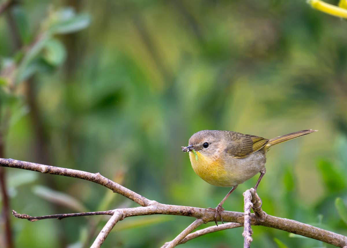 Common Yellowthroat - ML634893178