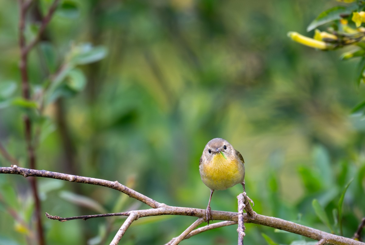 Common Yellowthroat - ML634893179