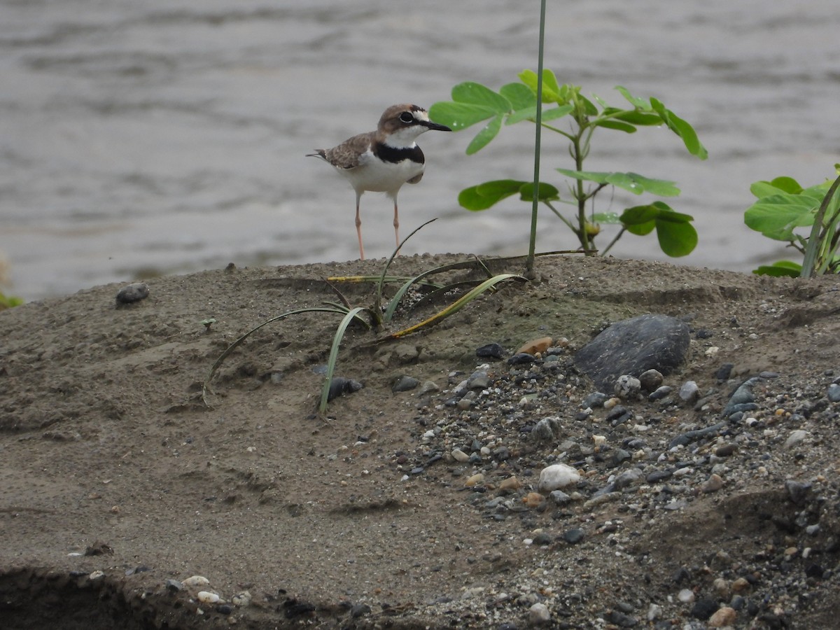 Collared Plover - ML634893194