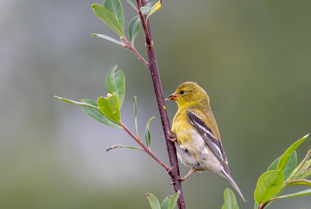 American Goldfinch - ML634893220