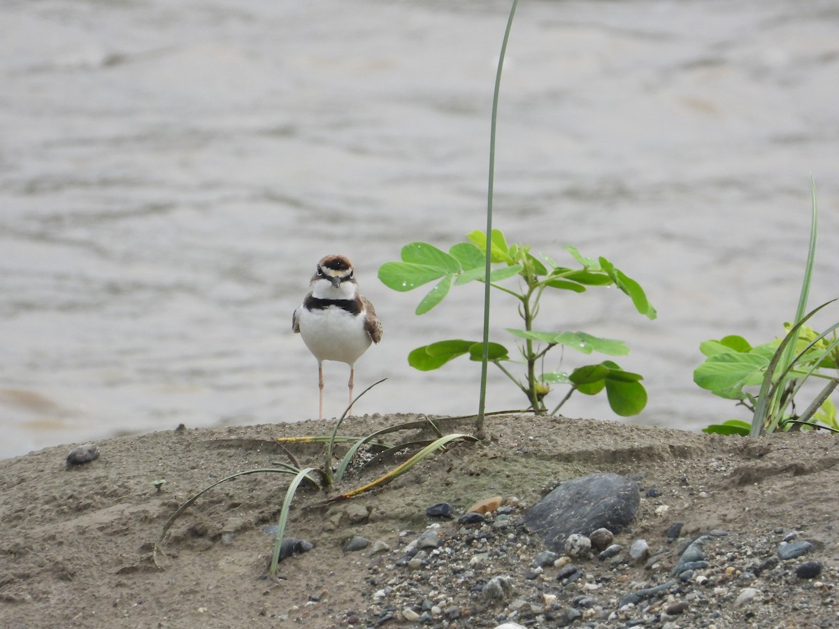 Collared Plover - ML634893231