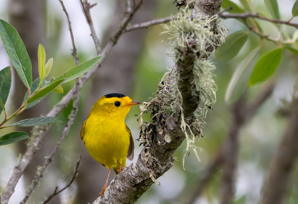 Wilson's Warbler (chryseola) - ML634893248