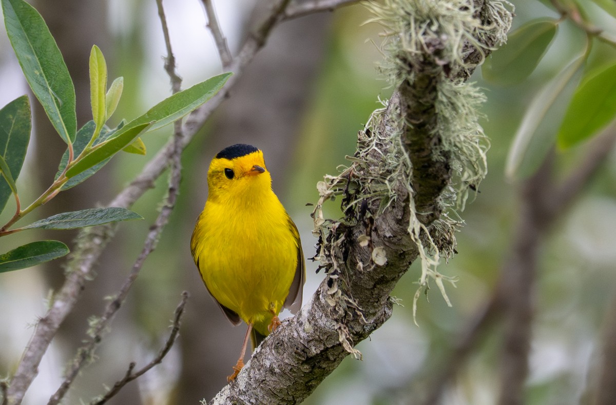 Wilson's Warbler (chryseola) - ML634893250