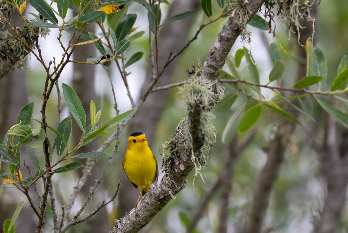 Wilson's Warbler (chryseola) - ML634893251