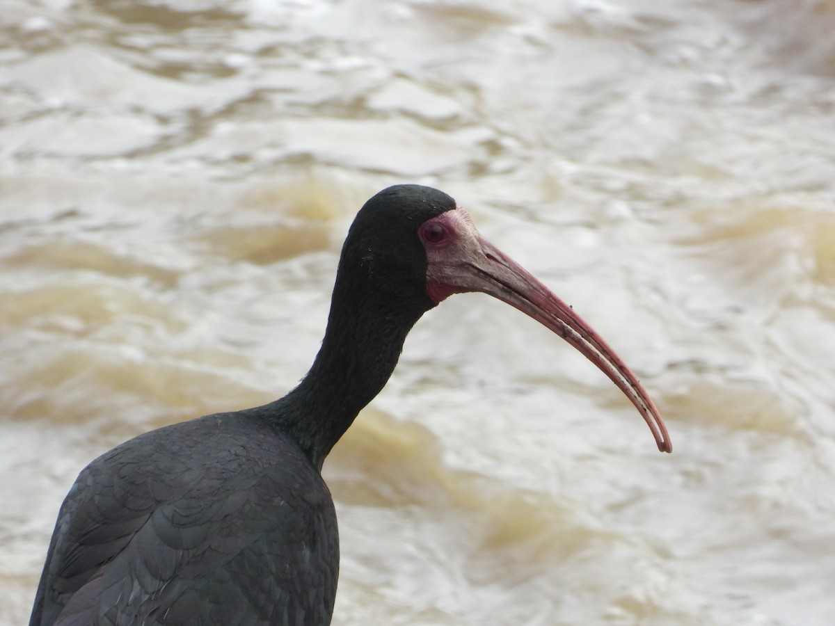 Bare-faced Ibis - ML634893256