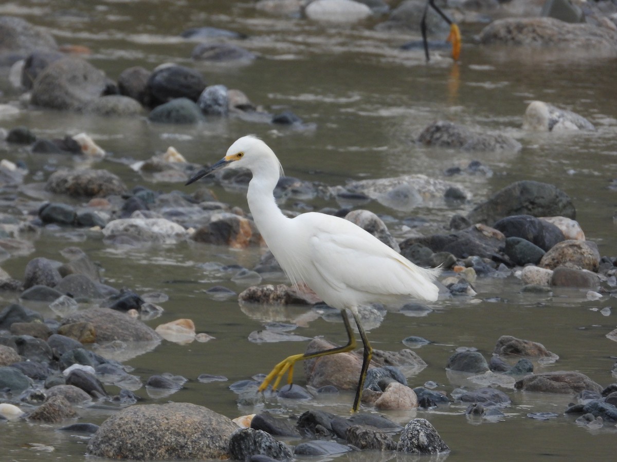 Snowy Egret - ML634893269
