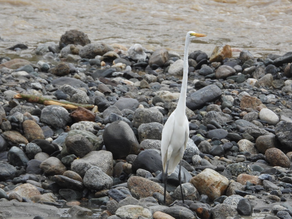 Great Egret - ML634893289