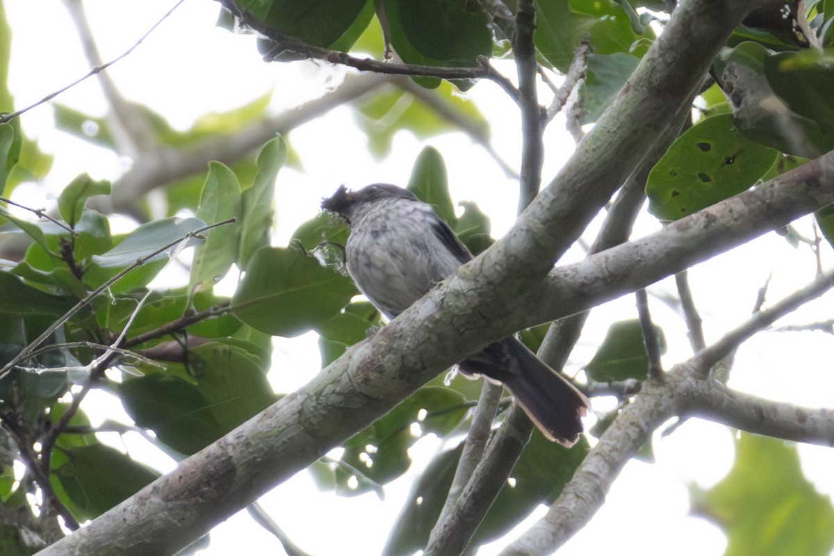 African Forest-Flycatcher - ML634893298