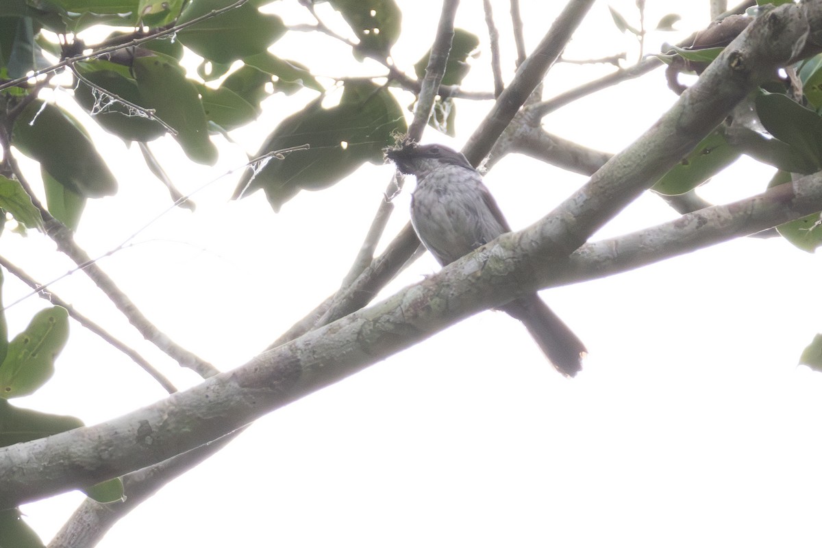 African Forest-Flycatcher - ML634893299