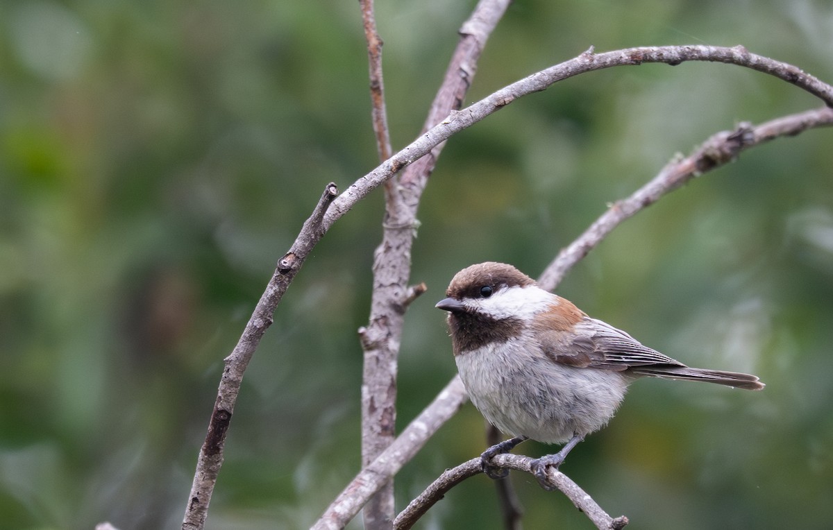 Chestnut-backed Chickadee - ML634893323