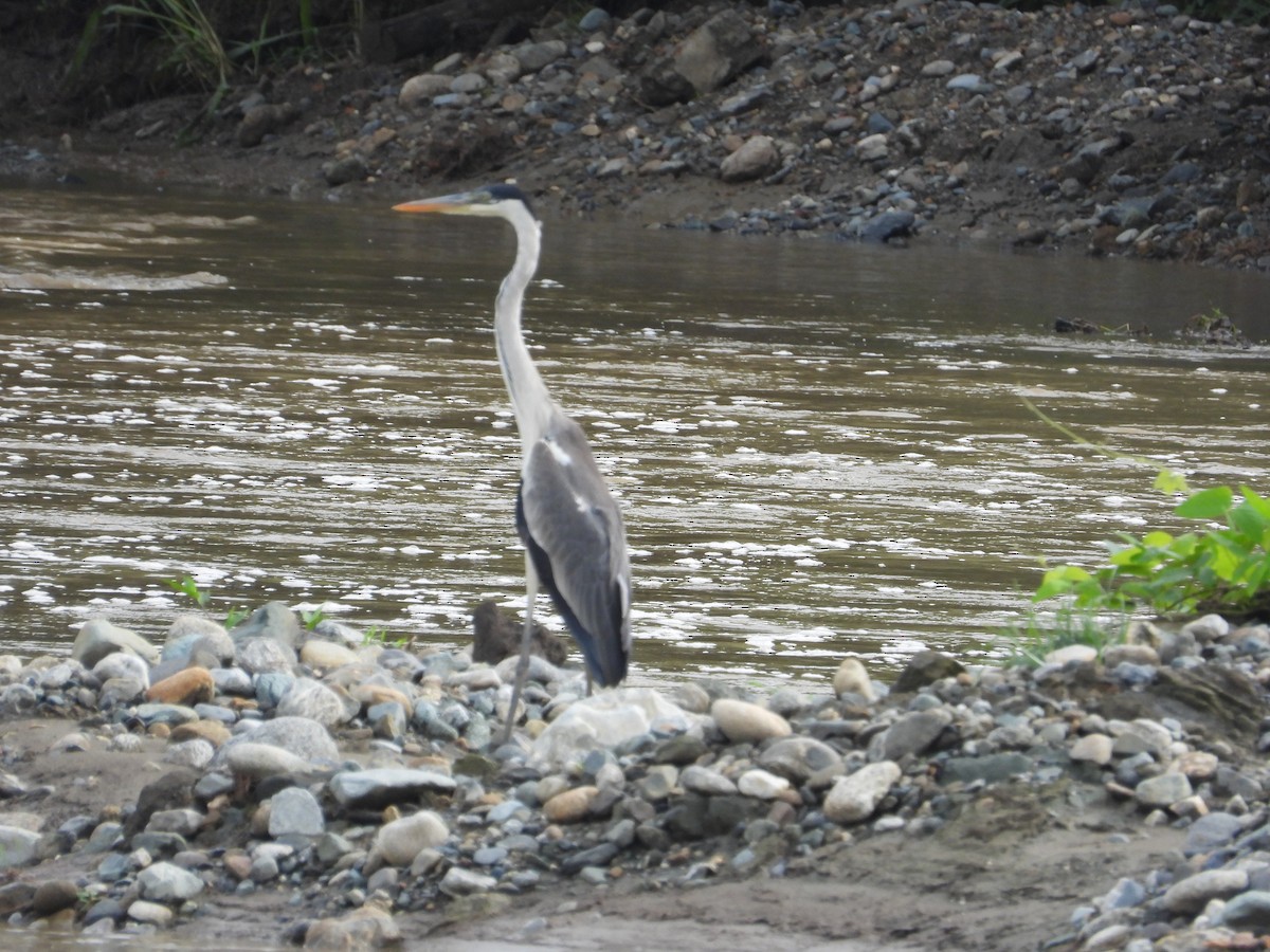 Cocoi Heron - ML634893325