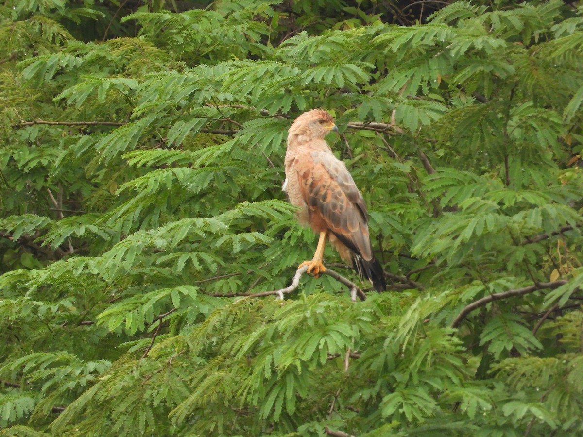 Savanna Hawk - ML634893392