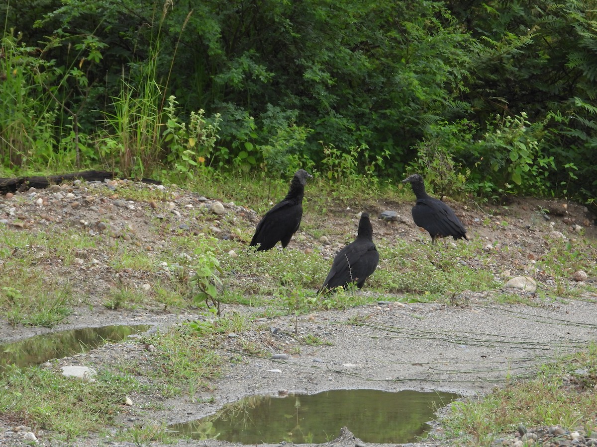 Black Vulture - ML634893408