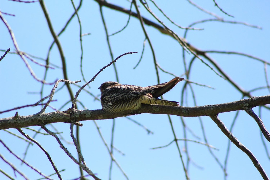 Common Nighthawk - ML634893511