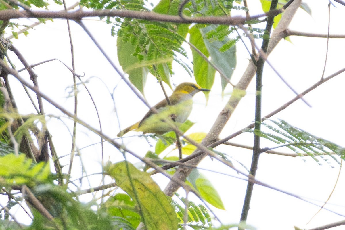 Yellow-browed Camaroptera - ML634893584