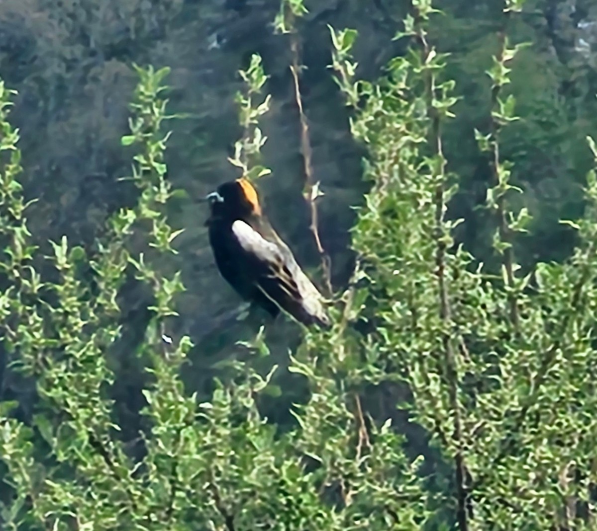 Bobolink - ML634893602