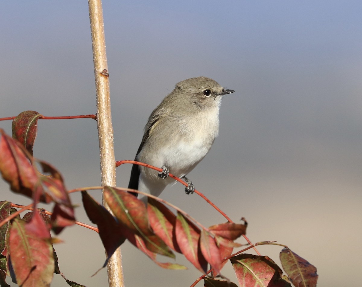 Jacky-winter - ML634894167