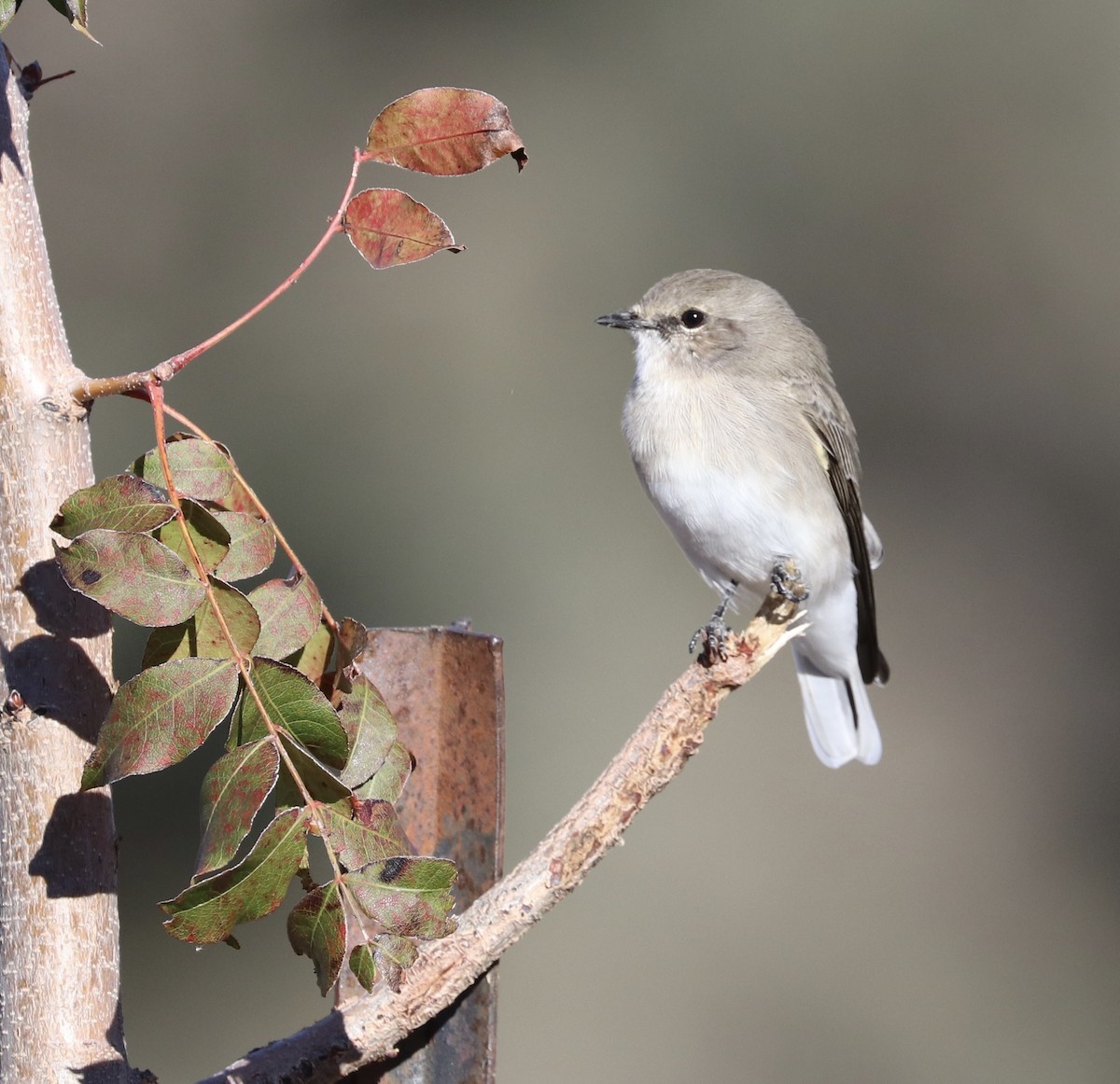 Jacky-winter - ML634894168