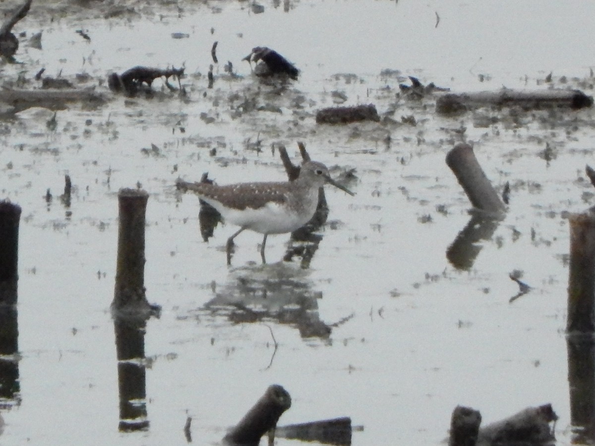 Einsiedelwasserläufer - ML634894174