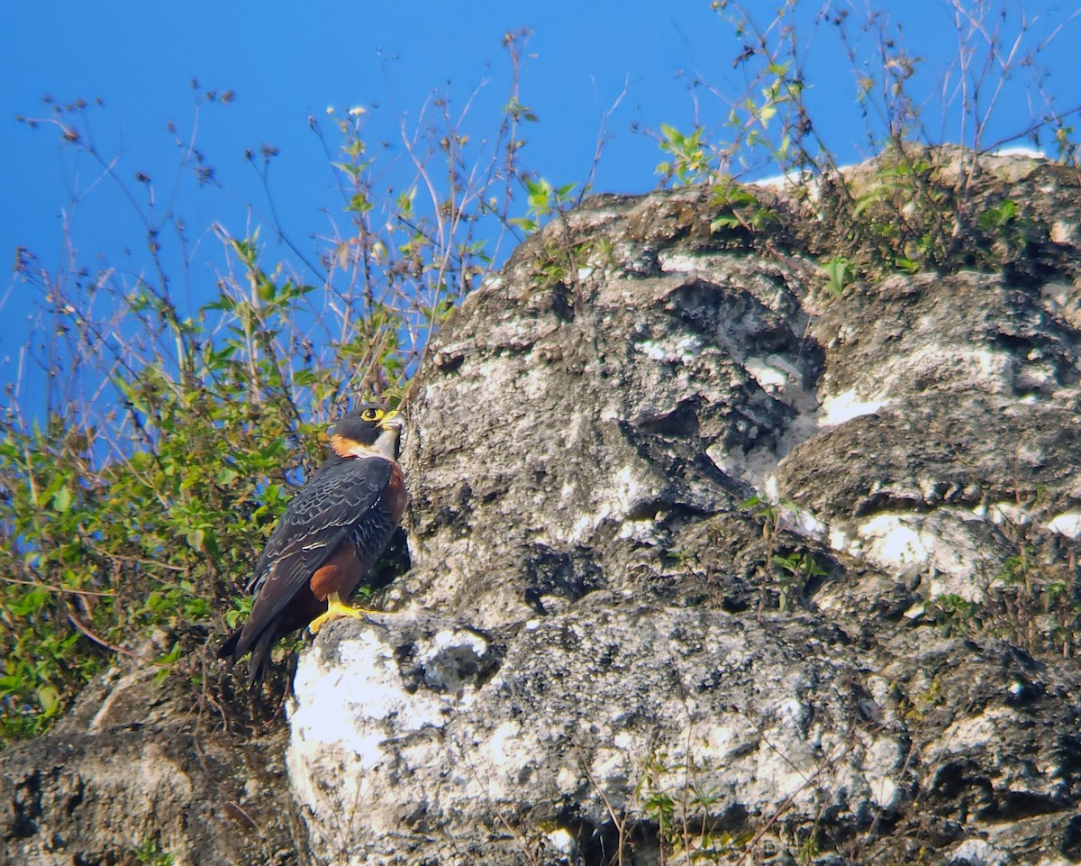 Orange-breasted Falcon - ML634894175