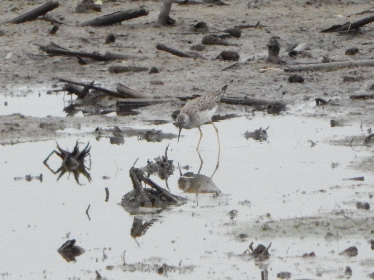 Gelbschenkel - ML634894183