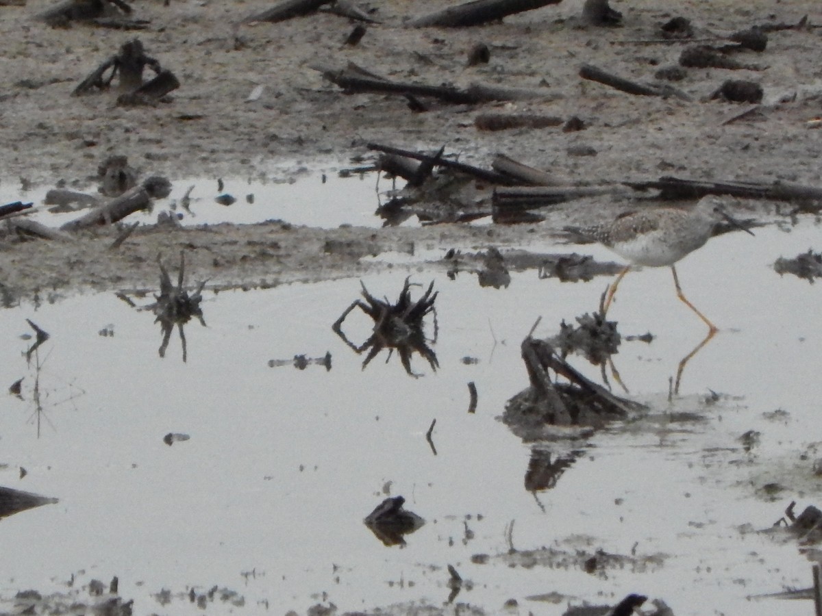 Gelbschenkel - ML634894184