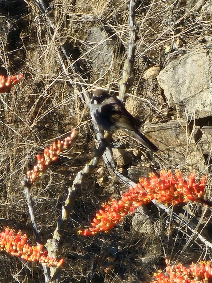 Five-striped Sparrow - ML634894311