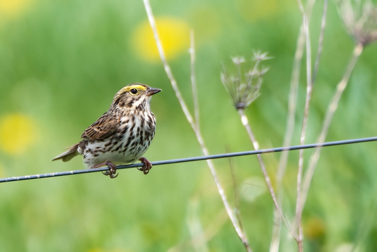 Savannah Sparrow - ML634894604
