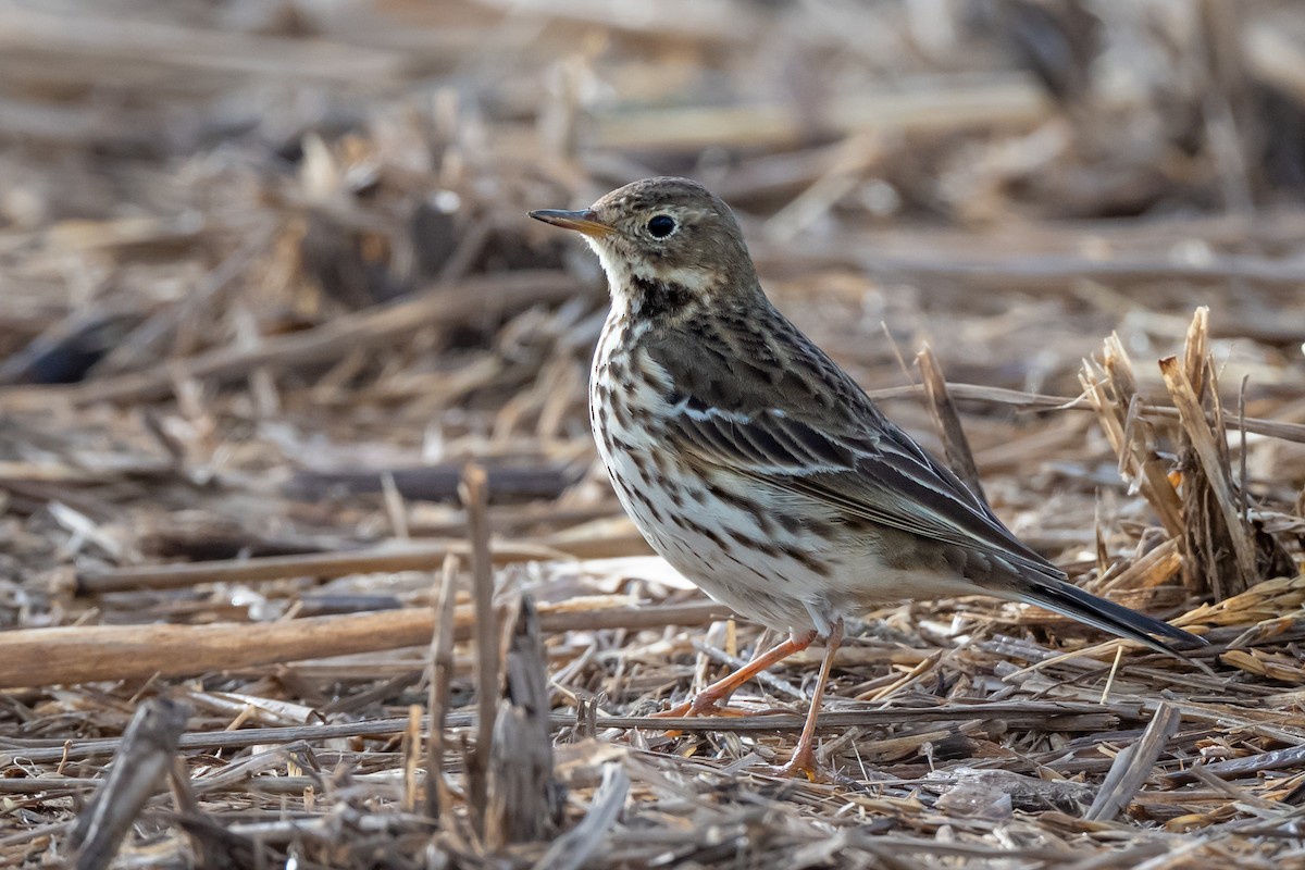 Siberian Pipit - ML634894608