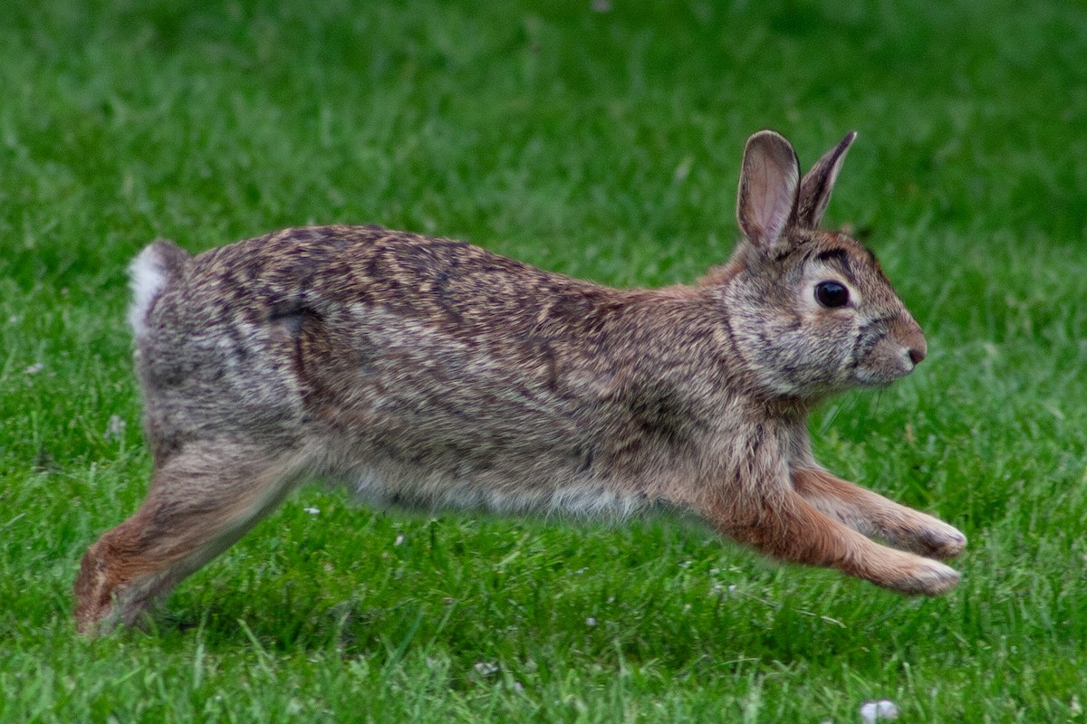 Eastern Cottontail - ML634894745