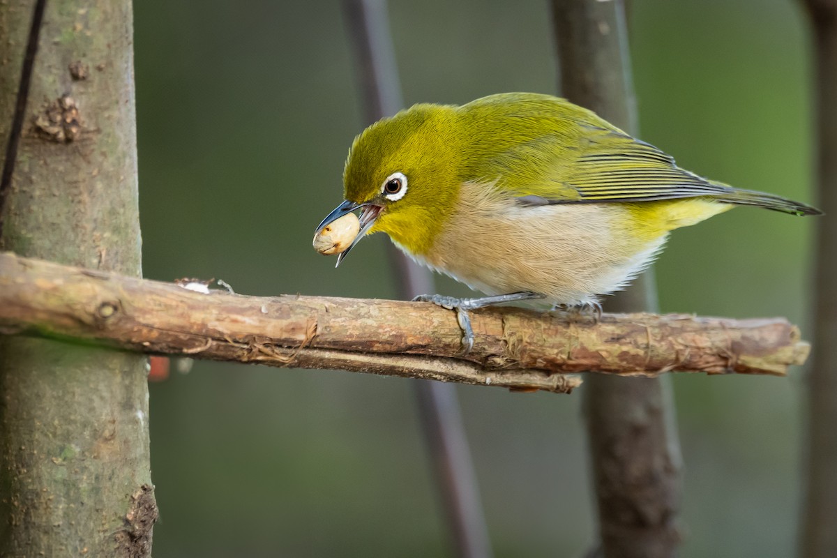 Warbling White-eye - ML634894764