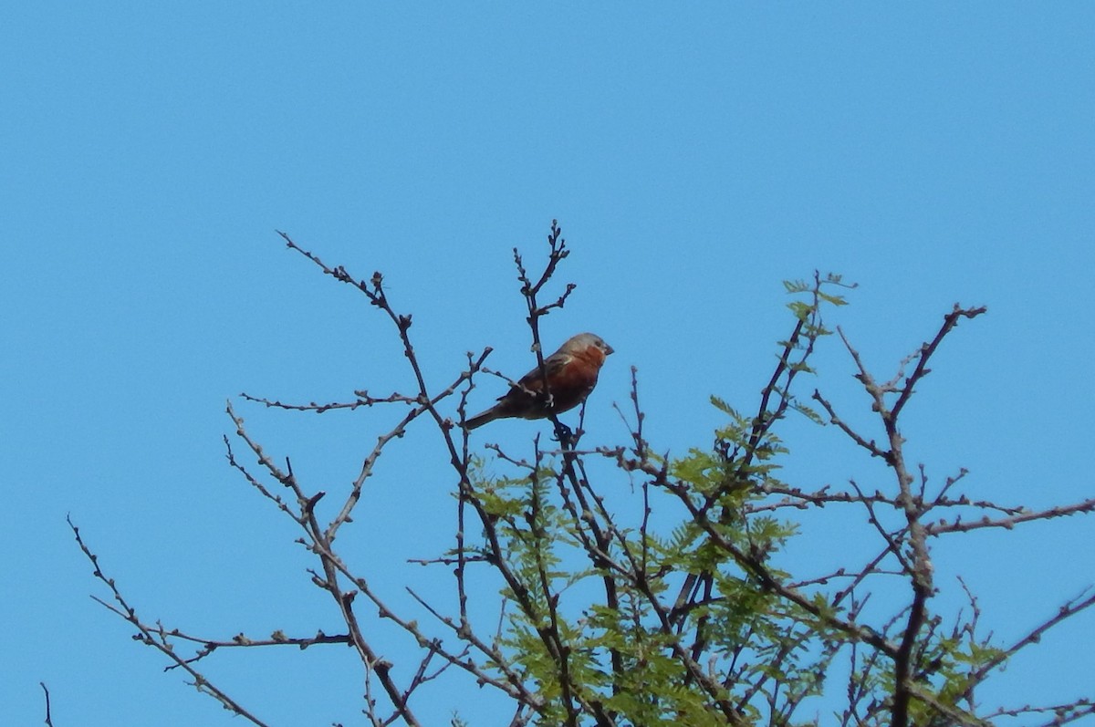 Rufous-rumped Seedeater - ML634894852