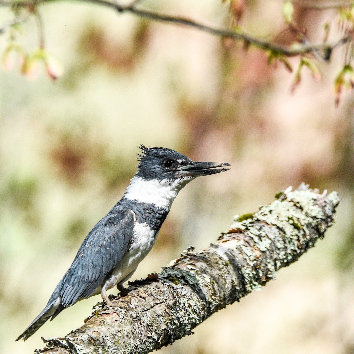 Belted Kingfisher - ML634895135