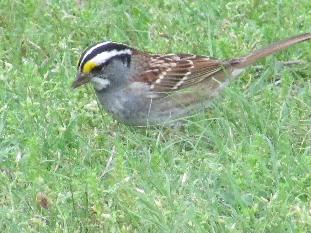 White-throated Sparrow - ML634895163