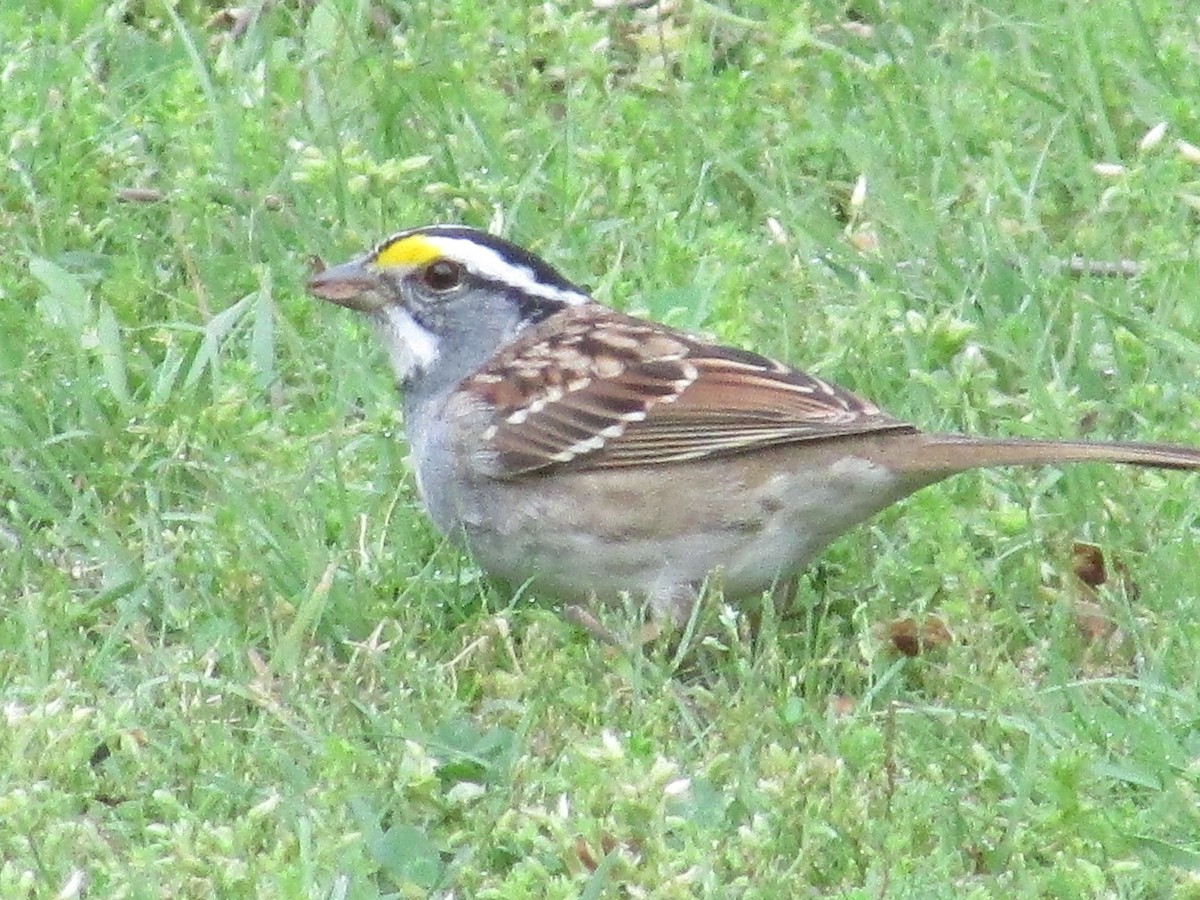 White-throated Sparrow - ML634895164