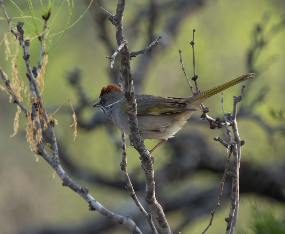 Green-tailed Towhee - ML634895191