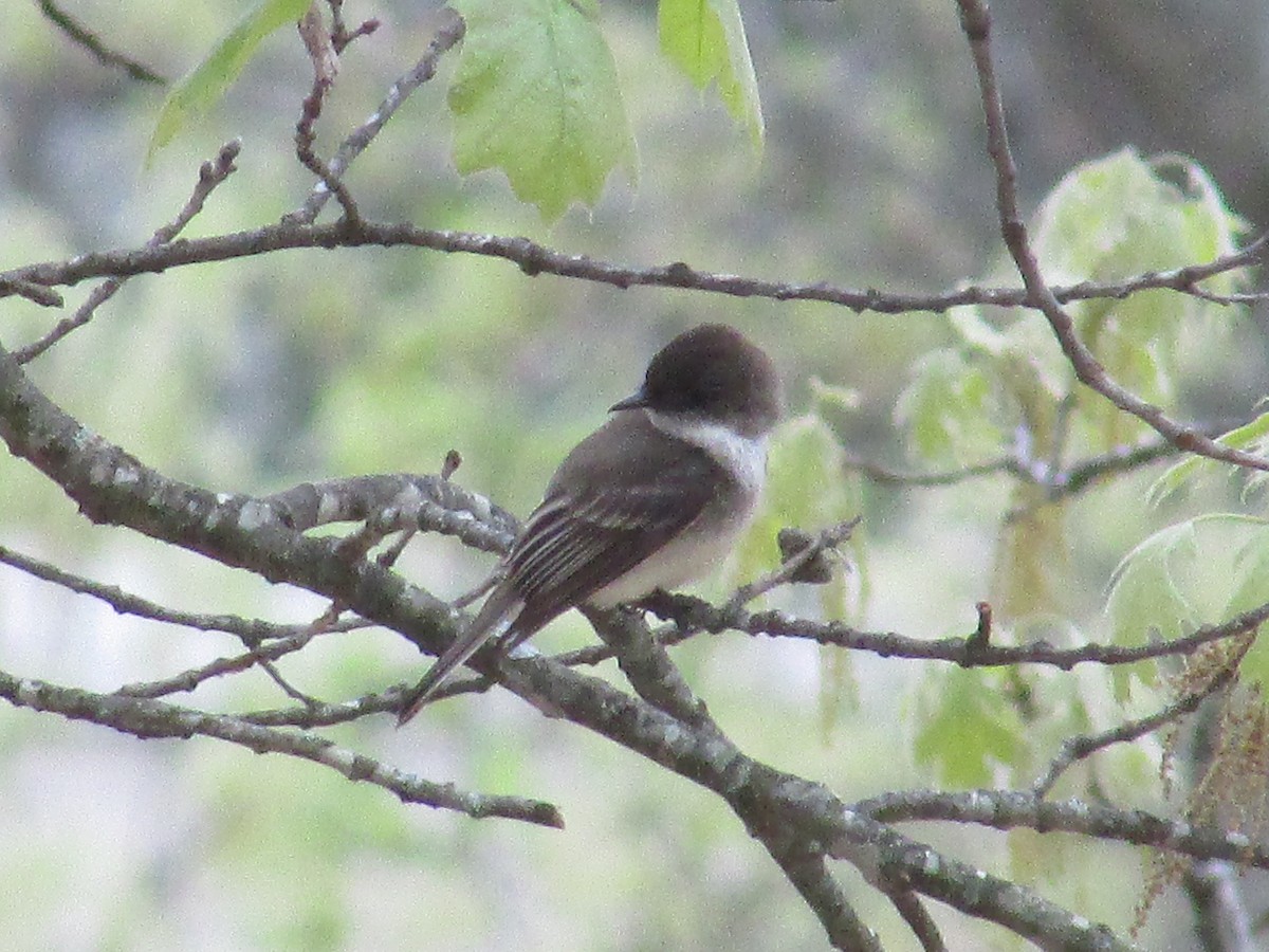 Eastern Phoebe - ML634895198