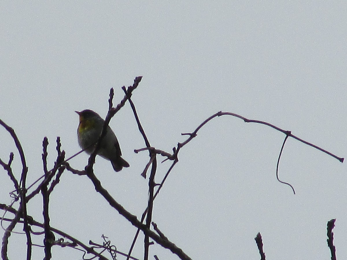 Northern Parula - ML634895231