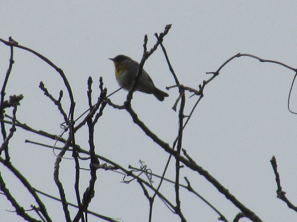 Northern Parula - ML634895232
