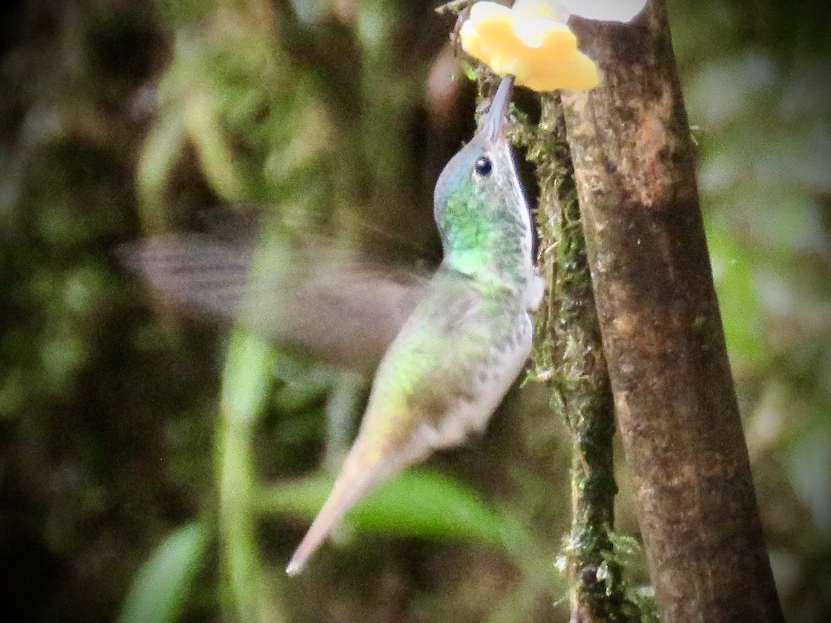 White-throated Daggerbill - ML634895325