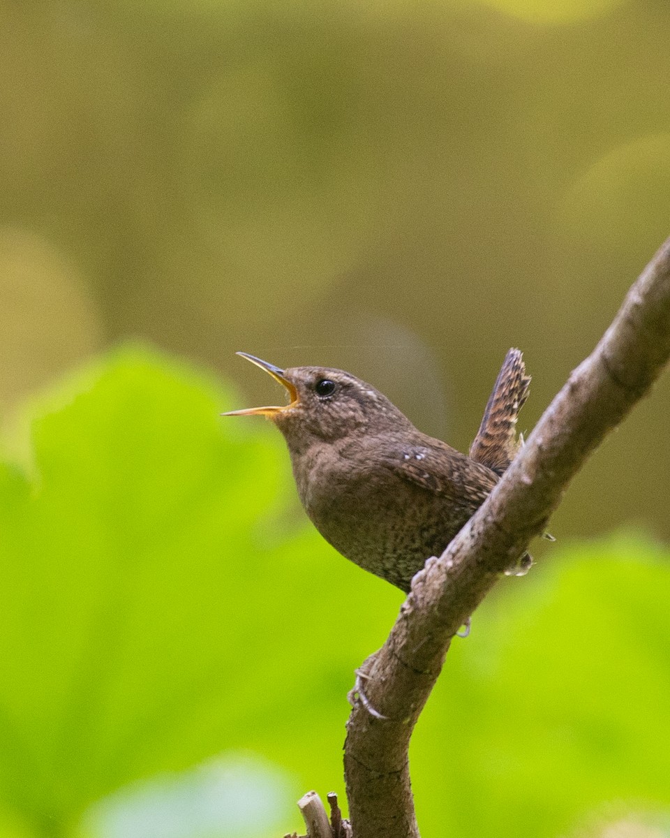 Pacific Wren - ML634895417