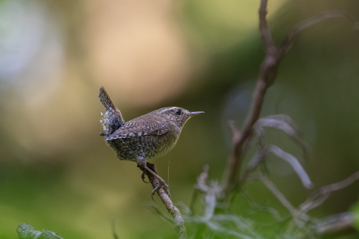 Pacific Wren - ML634895418