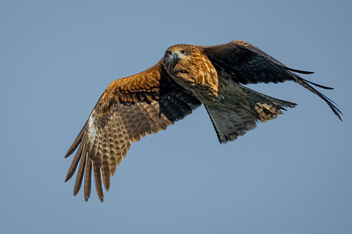 Black Kite - ML634895459