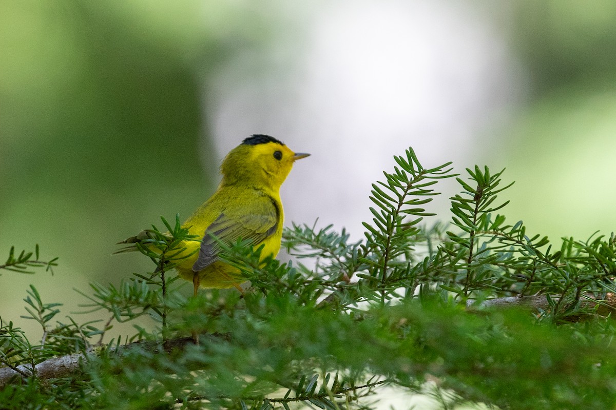 Wilson's Warbler - ML634895474