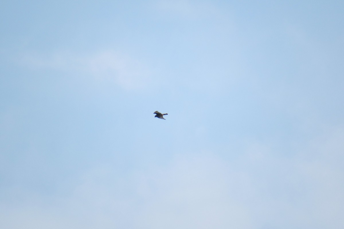 Rough-legged Hawk - ML634895476