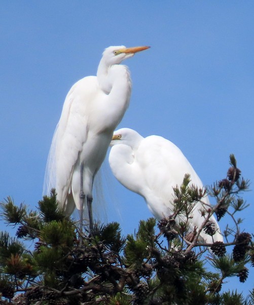 Great Egret - ML634895486